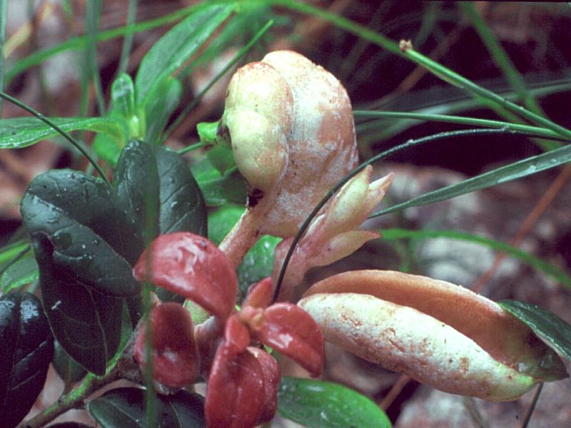 6-Exobasidium vaccini-1.7.5.3.1.26a.jpg