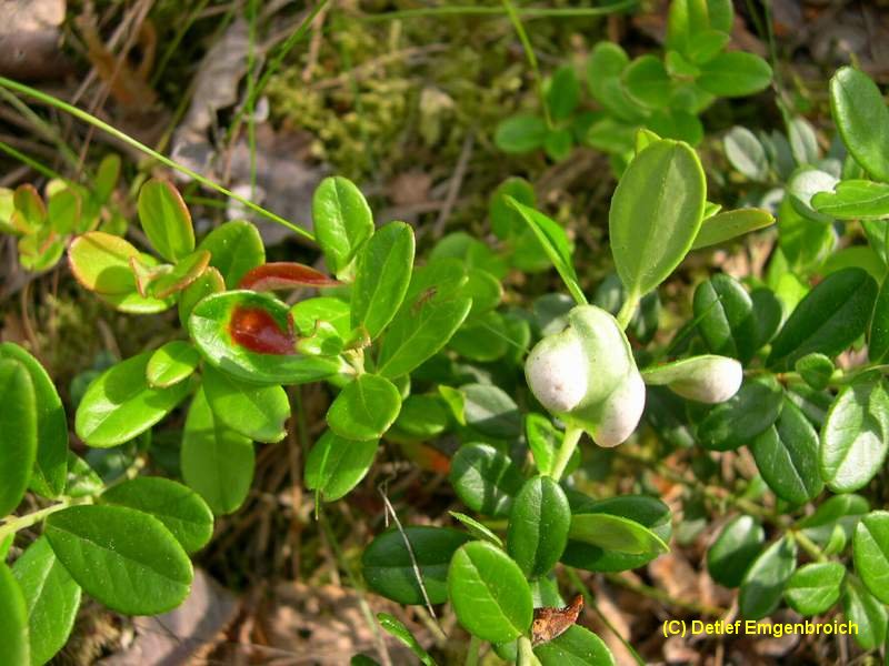 6-Exobasidium vaccinii-1.7.5.3.1.26b.JPG