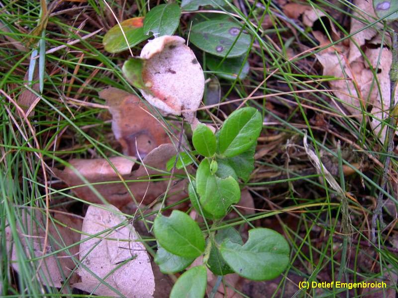 6-Exobasidium vaccinii-1.7.5.3.1.26c.JPG