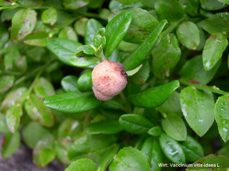 6-Exobasidium vaccinii-1.7.5.3.1.26e.JPG