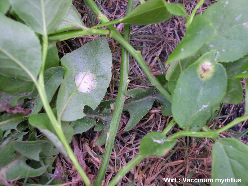 6-Exobasidium myrtilli-1.7.5.3.1.16c.JPG