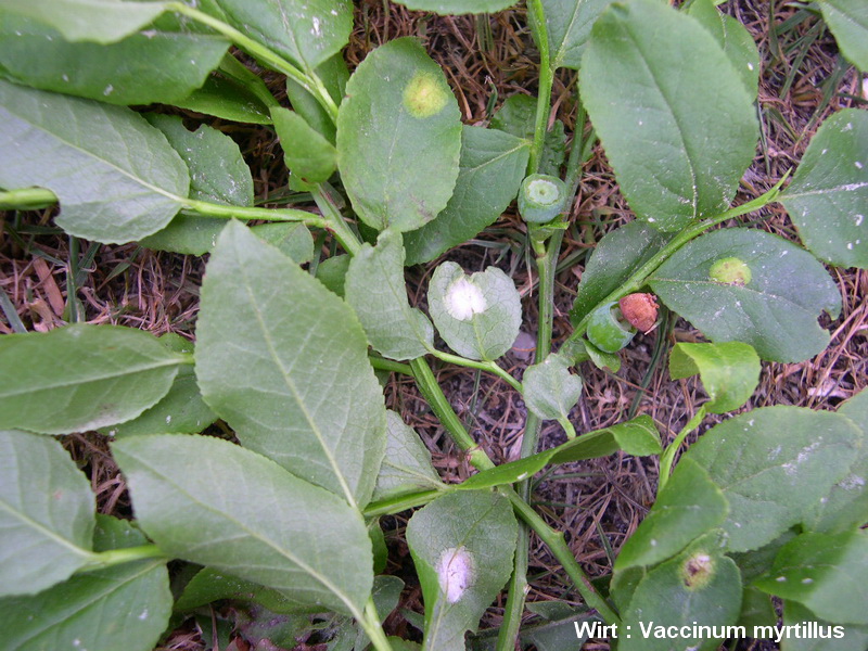 6-Exobasidium myrtilli-1.7.5.3.1.16b.JPG