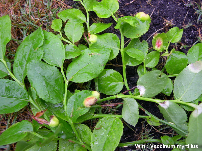 6-Exobasidium myrtylli-1.7.5.3.1.16d.JPG