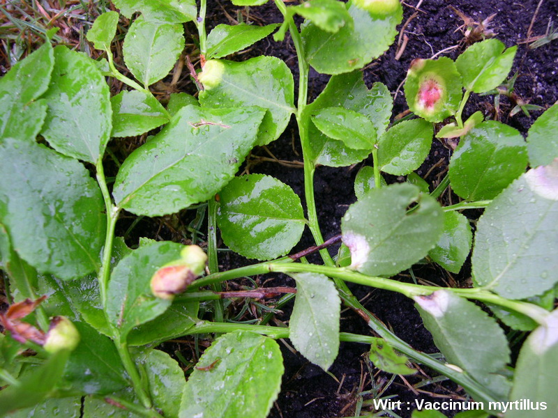 6-Exobasidium myrtylli-1.7.5.3.1.16f.JPG