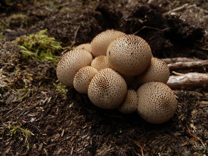 Lycoperdon pyriforme_2.JPG
