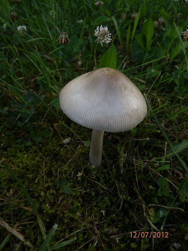 Amanita sp_2.jpg