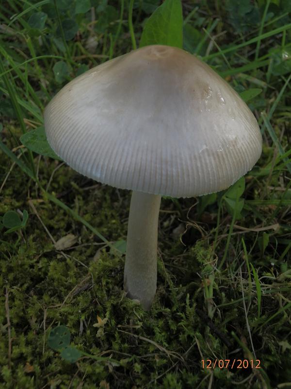 Amanita sp._1.jpg