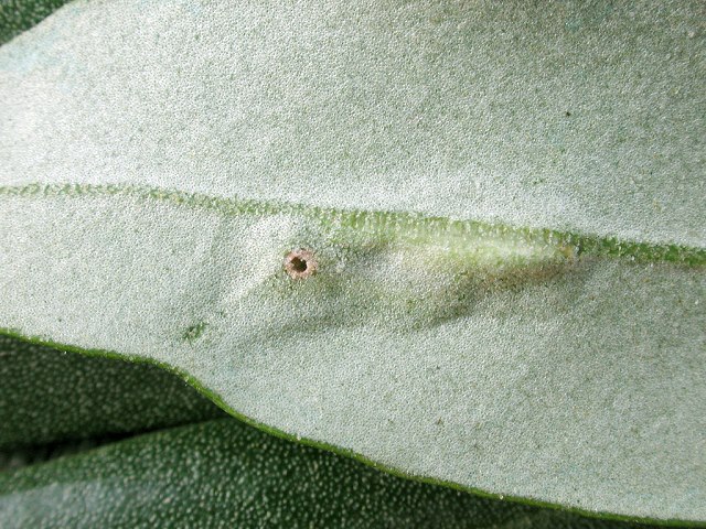 Dasineura_oleae4.jpg