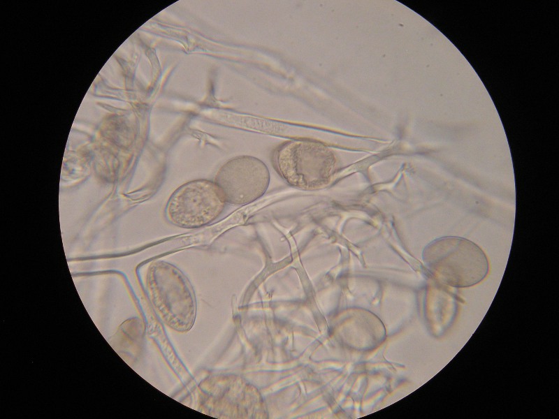 1000er Sondheim (10).JPG