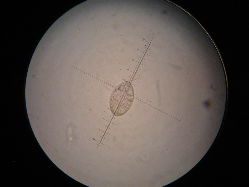 1000er Sondheim (16).JPG