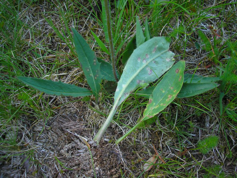 Siegmundsburg (2).JPG