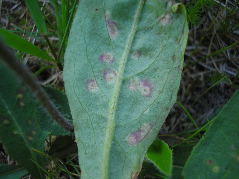 Siegmundsburg (4).JPG