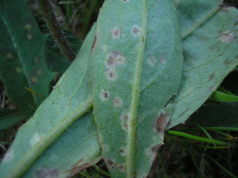 Siegmundsburg (7).JPG