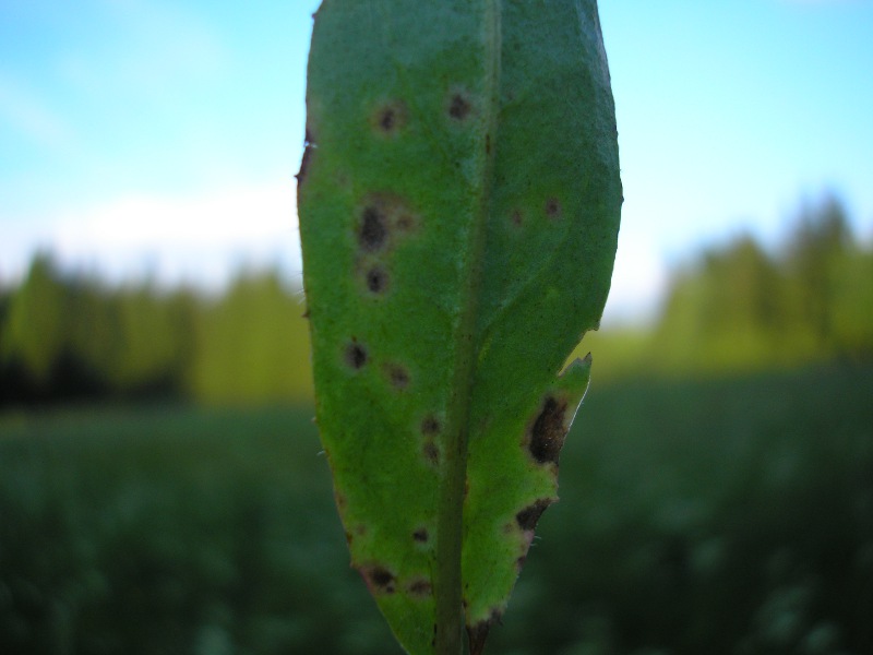 Siegmundsburg (8).JPG