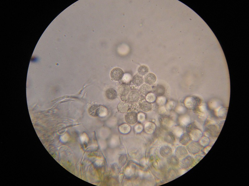 1000er Siegmunds (3).JPG