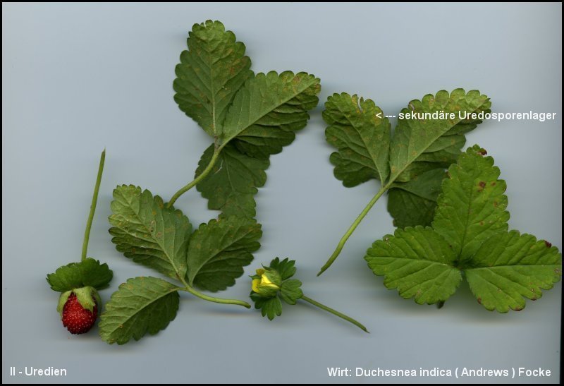 3-Frommeella mexicana var. indica-II-1.8.2.7.2.1a-ES.JPG