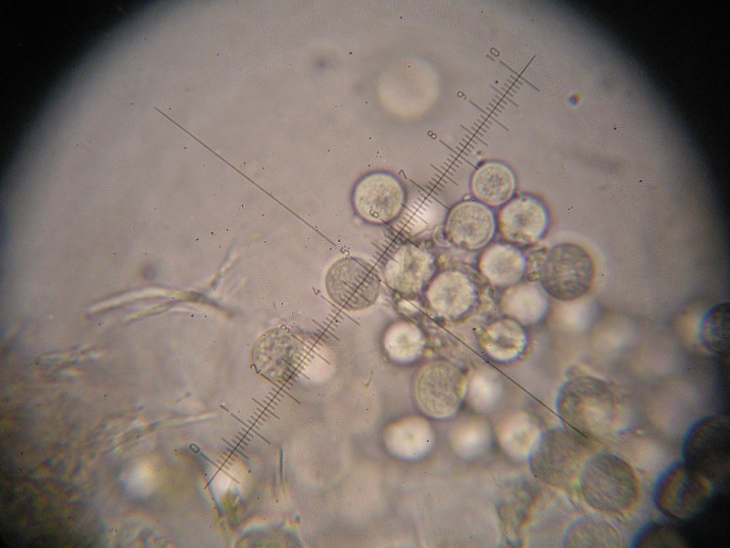 1000er Siegmunds (6).JPG