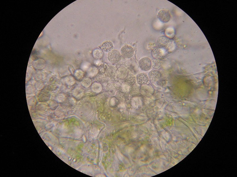 1000er Siegmunds (9).JPG