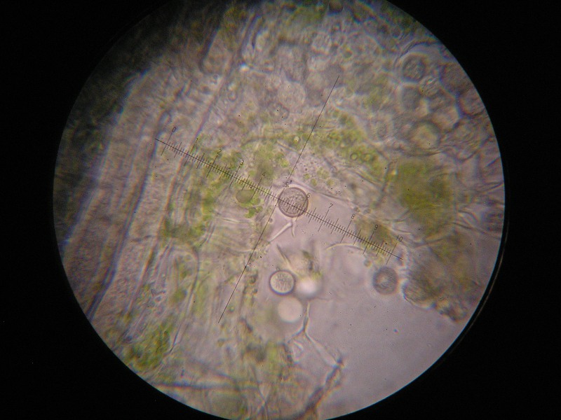 1000er Siegmunds (12).JPG