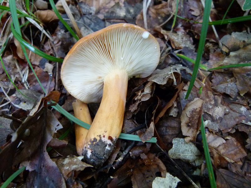 Milchbrätling F.jpg