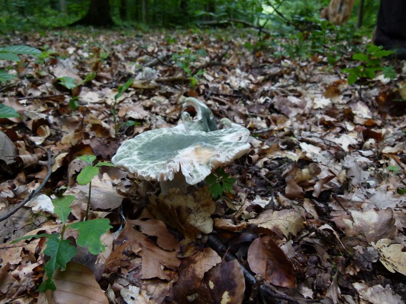 Grüngefeldeter Täubling F.jpg