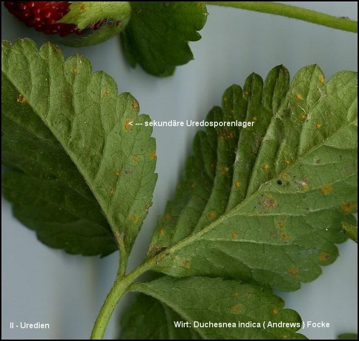 3-Frommeella mexicana var. indica-II-1.8.2.7.2.1b-ES.JPG