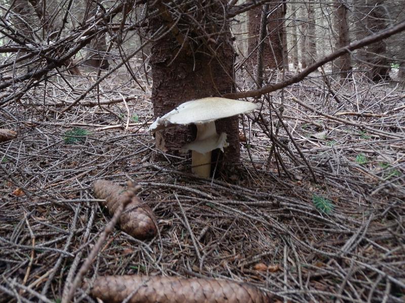 Agaricus essetii_1.jpg