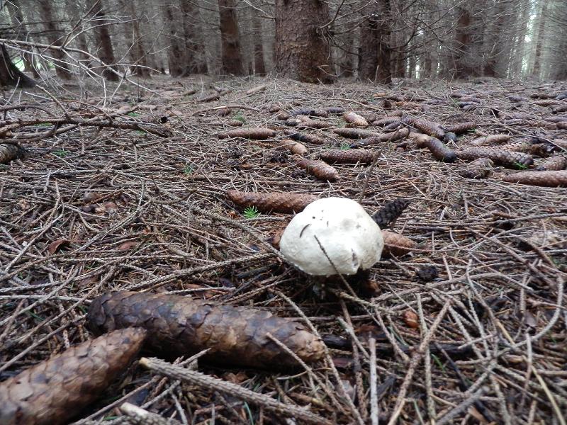 Agaricus essetii_2.jpg