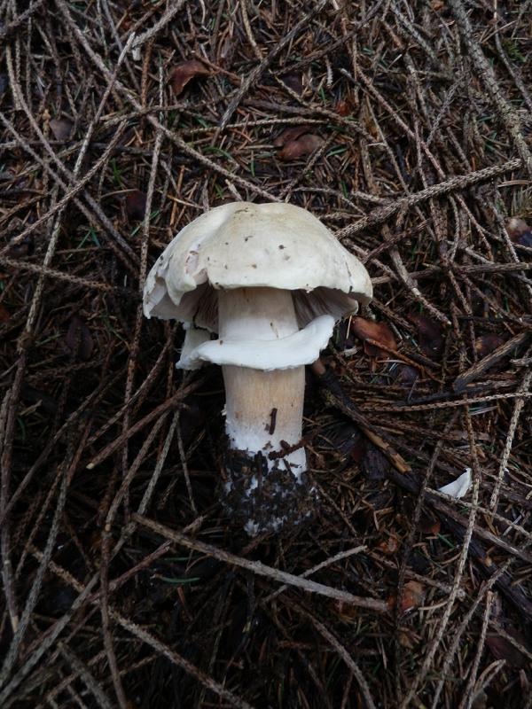 Agaricus essetii_3.jpg