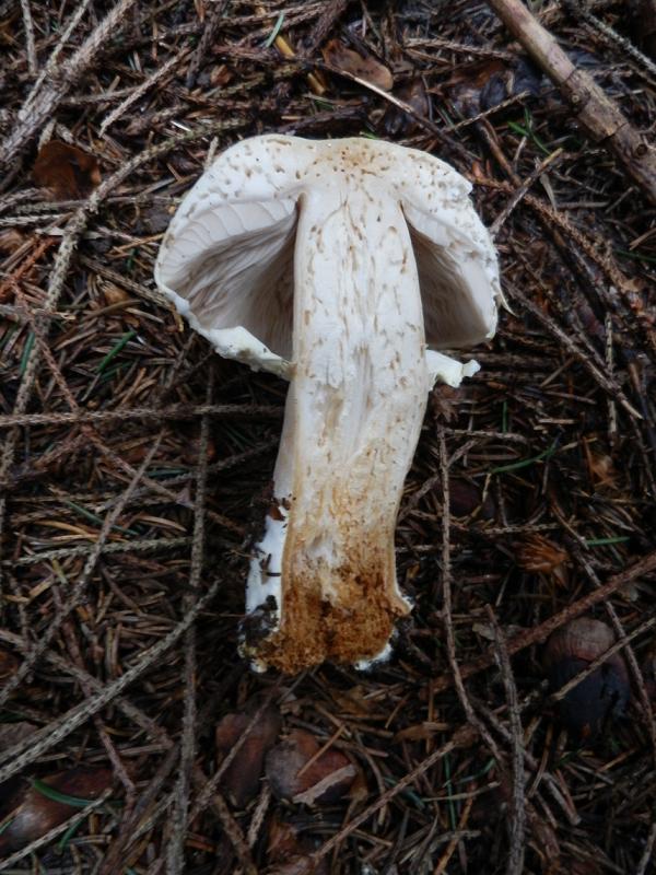 Agaricus essetii_4.jpg