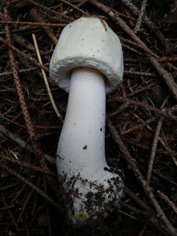 Agaricus essetii_5.jpg