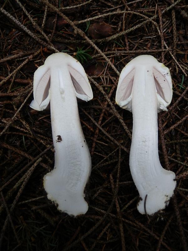 Agaricus essetii_6.jpg