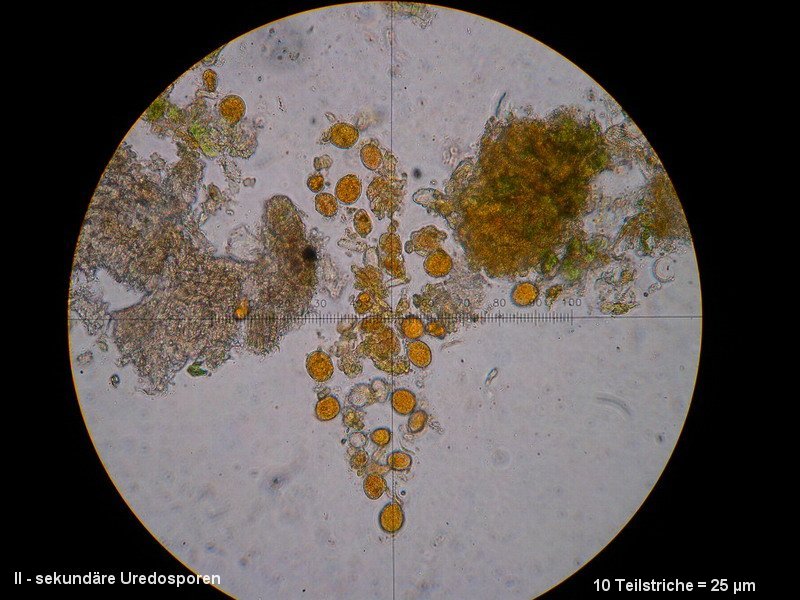 3-Frommeella mexicana var. indica-II-1.8.2.7.2.1M1-ES.Duchesnea indica.JPG