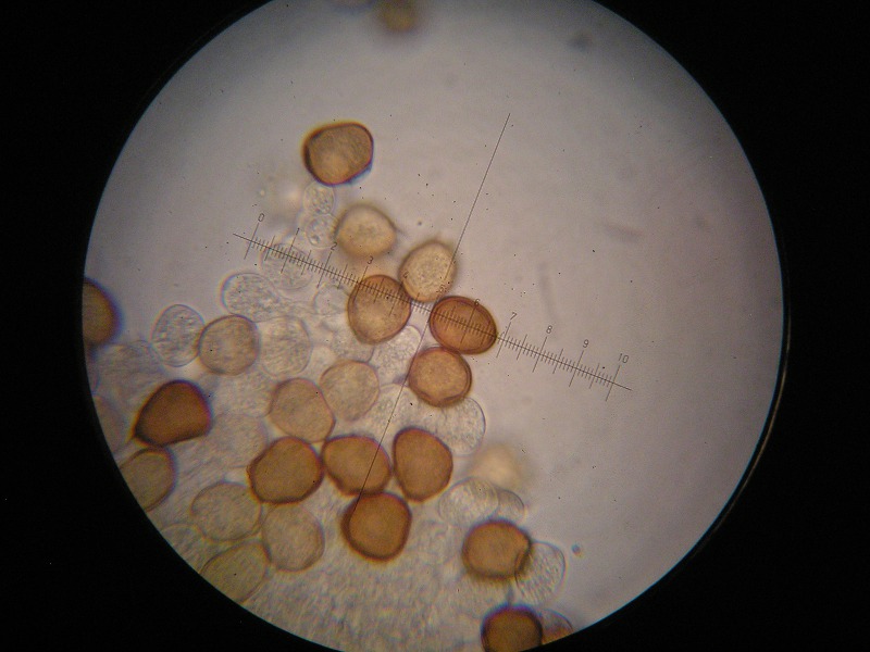 1000er Nussloch (1).JPG