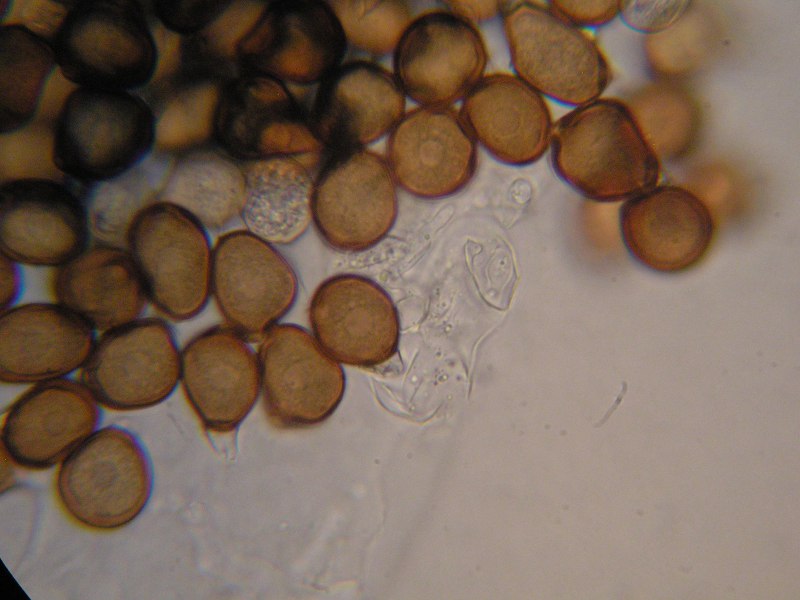 1000er Nussloch (2).JPG