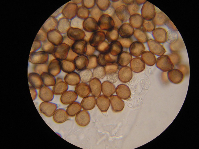 1000er Nussloch (3).JPG