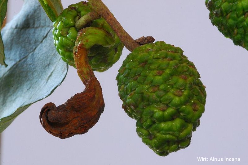 6-Taphrina alni-2.1.6.1.1.2a-HR.JPG