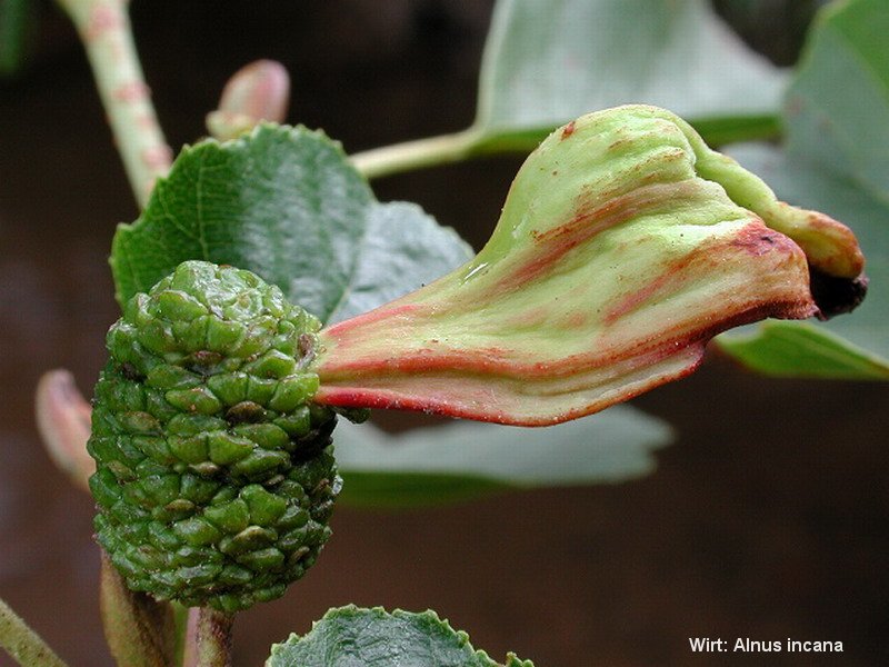 6-Taphrina alni-2.1.6.1.1.2b-VF.JPG