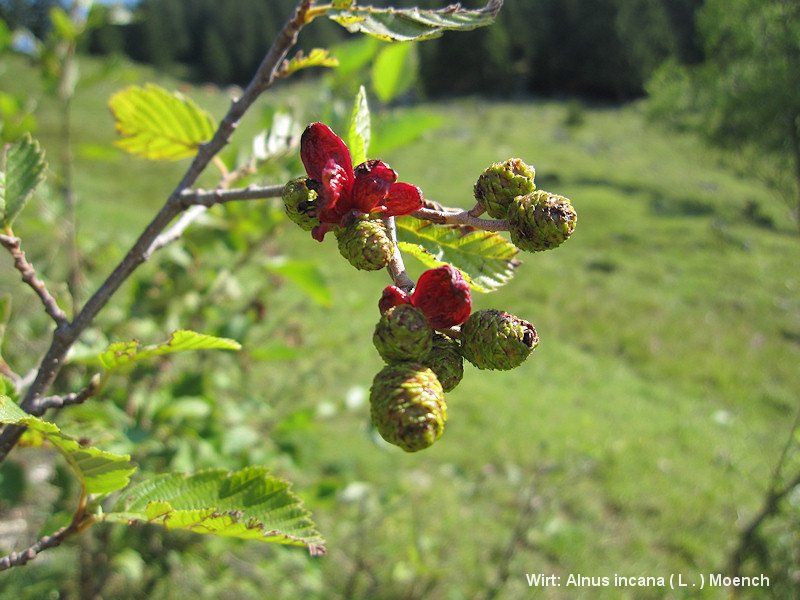 6-Taphrina alni-2.1.6.1.1.2c-DB.JPG