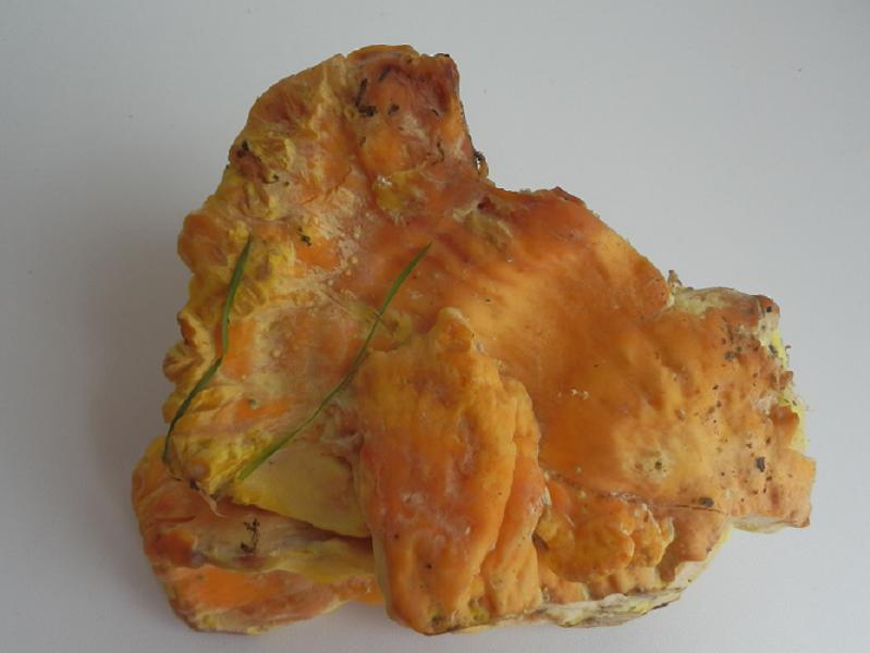 Laetiporus sulfureus_1.JPG