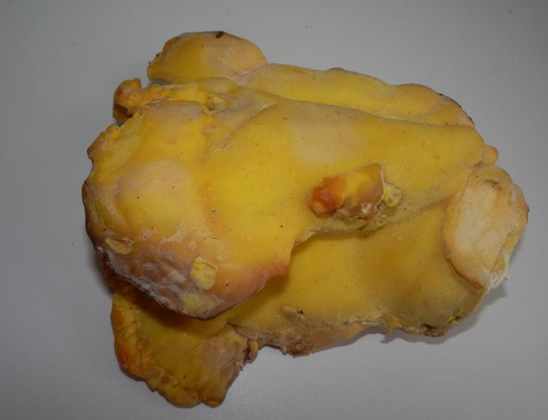 Laetiporus sulfureus_2.JPG