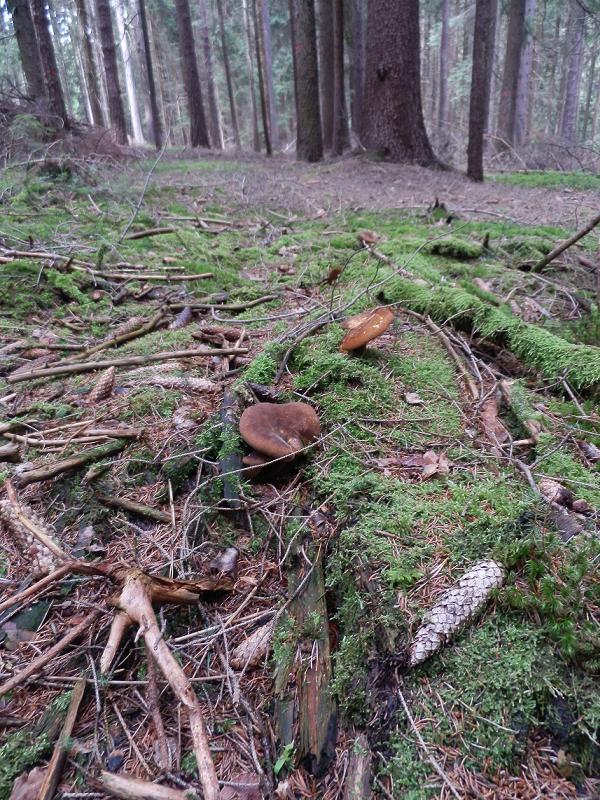 Paxillus atrotomentosus_1.jpg