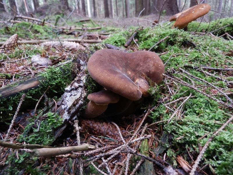 Paxillus atrotomentosus_2.JPG