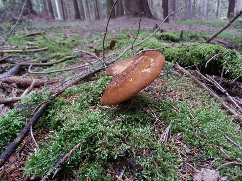 Paxillus atrotomentosus_3.JPG