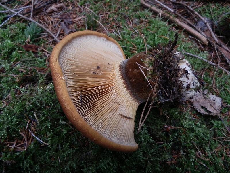 Paxillus atrotomentosus_5.JPG