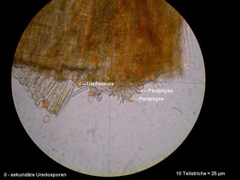 3-Frommeella mexicana var. indica-II-1.8.2.7.2.1M3-ES-Duchesnea indica.JPG