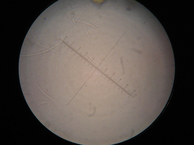 1000er Lilienthal (6).JPG