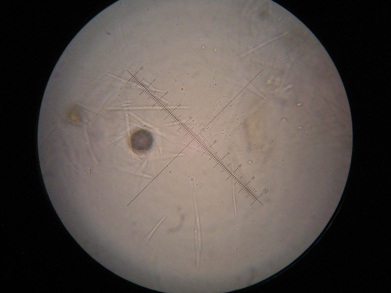 1000er Lilienthal (18).JPG