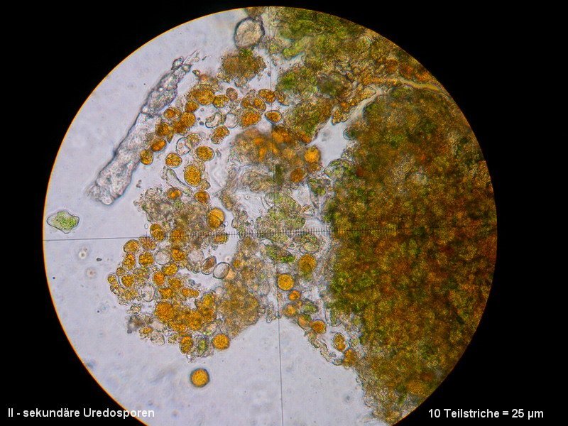 3-Frommeella mexicana var. indica-II-1.8.2.7.2.1M4-ES-Duchesnea indica.JPG