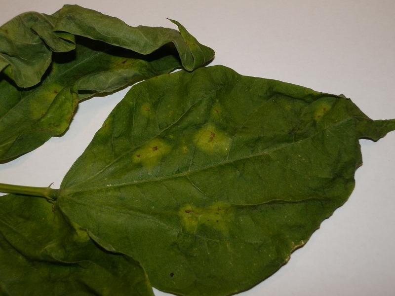 Phaseolus vulgaris_1.jpg